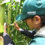 Senasa brinda orientación a productores de maíz para el manejo de Puka Poncho