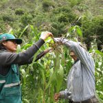 Senasa brinda orientación a productores de maíz para el manejo de Puka Poncho