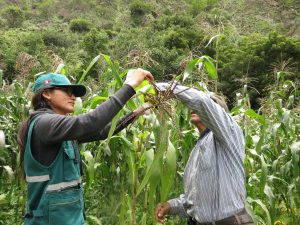 Senasa brinda orientación a productores de maíz para el manejo de Puka Poncho