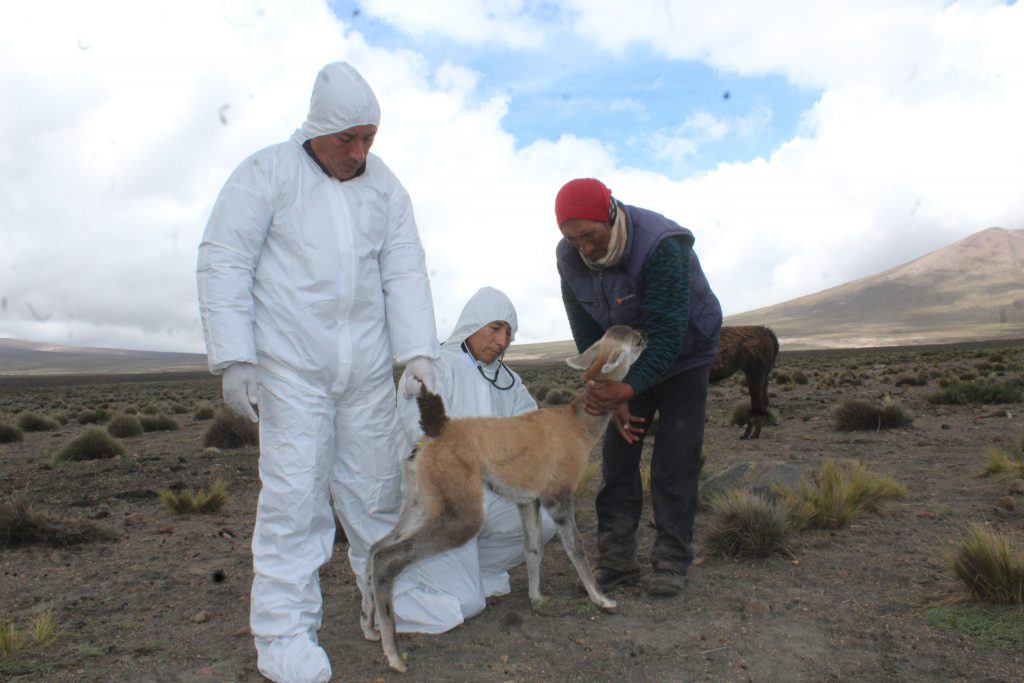 Senasa realiza monitoreo sanitario en distritos afectados por cenizas del volcán Sabancaya