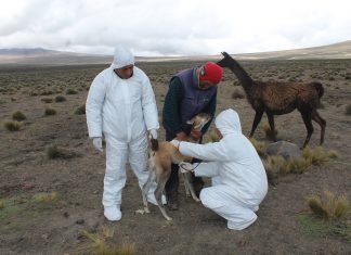 Arequipa: Senasa realiza monitoreo sanitario en distritos afectados por volcán Sabancaya