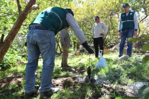 Senasa: Plaga de roedores bajo control en la provincia arequipeña de Caravelí