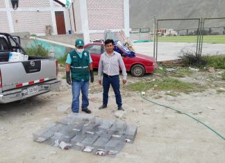 Senasa: Plaga de roedores bajo control en la provincia arequipeña de Caravelí