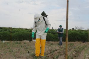 Senasa supervisa eficacia de plaguicidas de uso agrícola en Arequipa