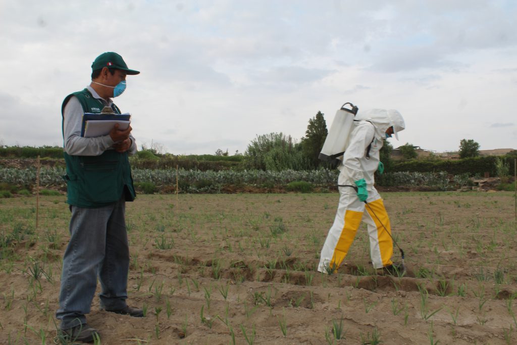 Senasa supervisa eficacia de plaguicidas de uso agrícola en Arequipa