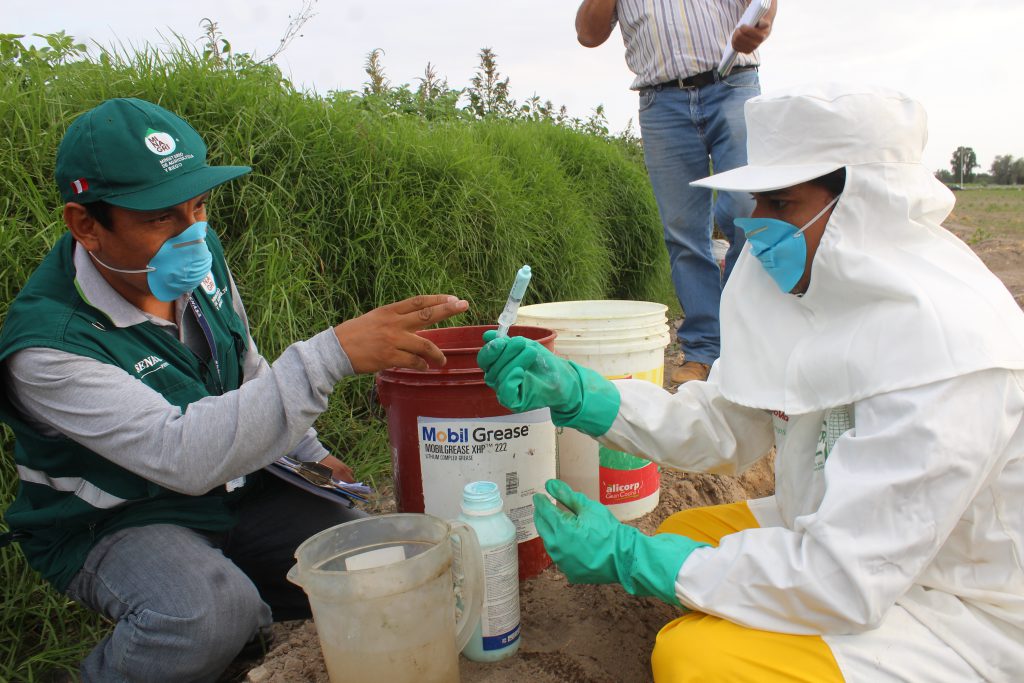 Senasa supervisa eficacia de plaguicidas de uso agrícola en Arequipa