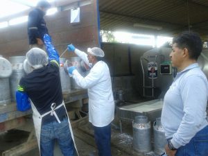 Acciones del Senasa para mantener el área libre de Brucelosis Bovina
