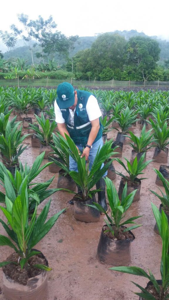 Senasa intensifica acciones sanitarias en Tocache