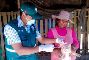 Senasa vacunó más de 23 mil cerdos en primer trimestre de 2017