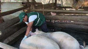 Senasa - Vigilancia en criaderos de porcinos del distrito de Sapallanga
