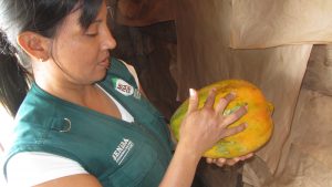 Senasa - Inspección de 607 toneladas de papaya en San Martín