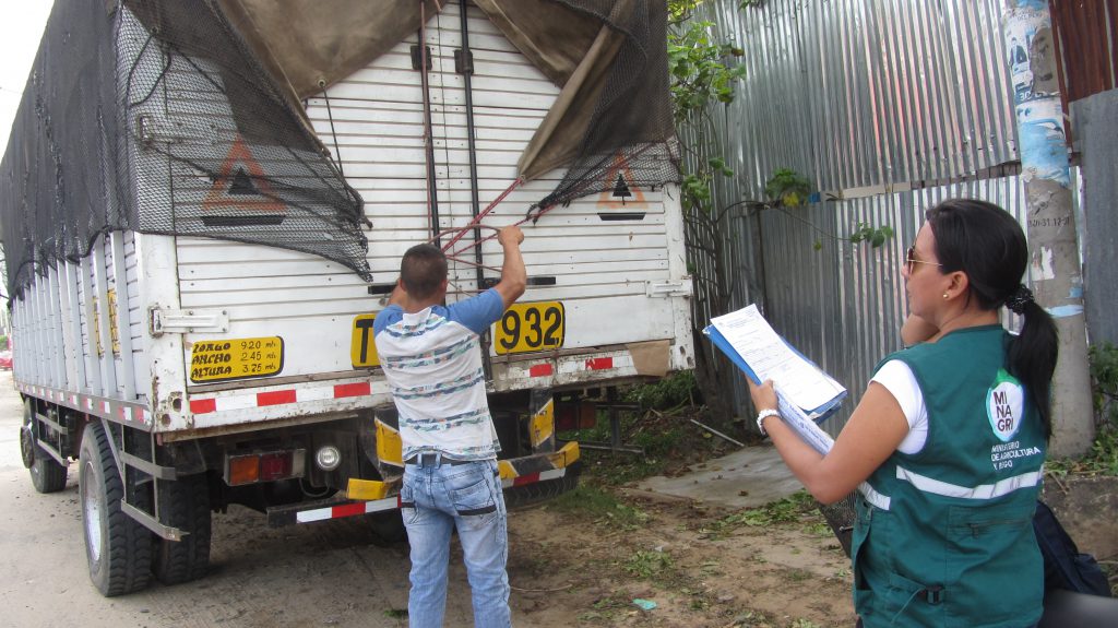 Senasa - Inspección de 607 toneladas de papaya en San Martín