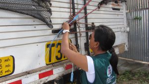 Senasa - Inspección de 607 toneladas de papaya en San Martín