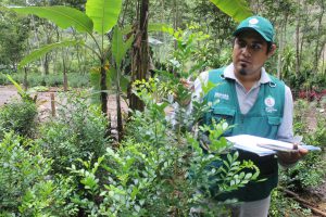 Senasa mantiene vigilancia en plantaciones de murraya para descartar presencia del HLB