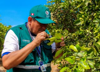 Áncash: Monitoreo y prospección en cultivos de cítricos