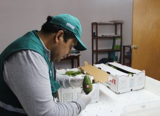 Senasa: La tristeza del palto y recomendaciones para su control