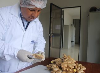 Junín: Senasa certifica más de 200 toneladas de kion con destino a mercado internacional