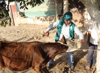 Lambayeque: Campaña de vacunación gratuita contra el Ántrax en zonas vulnerables