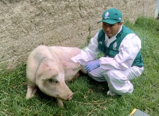 Senasa: Vigilancia en predios del distrito de Sapallanga