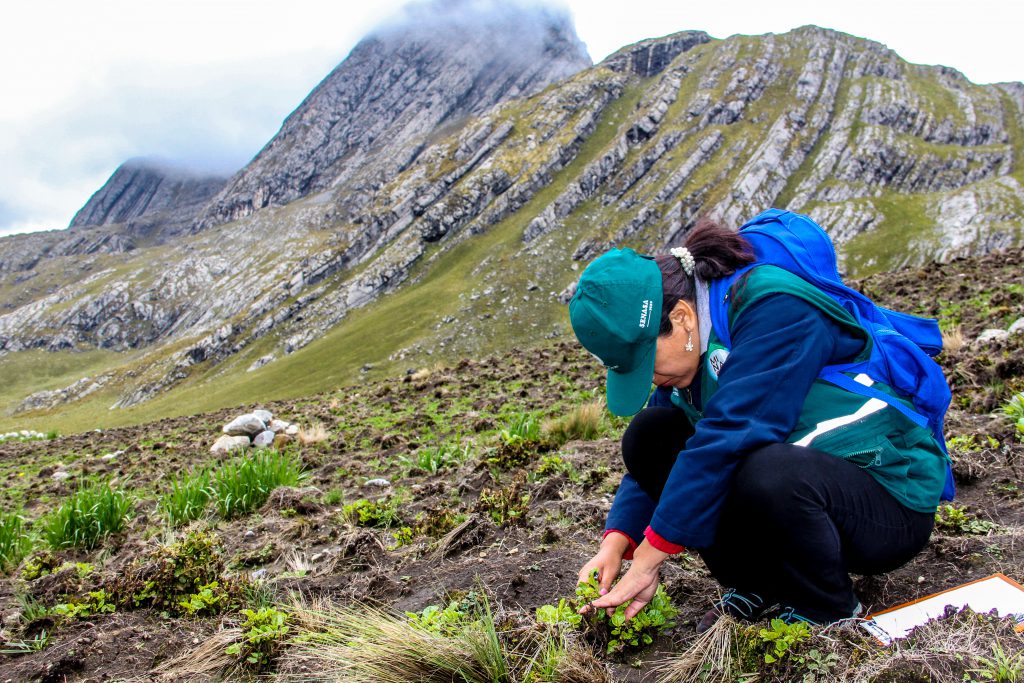 Senasa inspecciona cultivos de papa afectados por lluvias