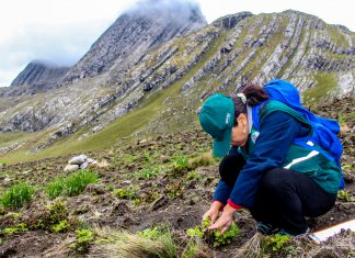Senasa inspecciona cultivos de papa afectados por lluvias