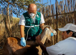 MINAGRI-Senasa: Campañas sanitarias gratuitas en Huarmey y Santa