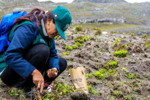 Senasa inspecciona cultivos de papa afectados por lluvias