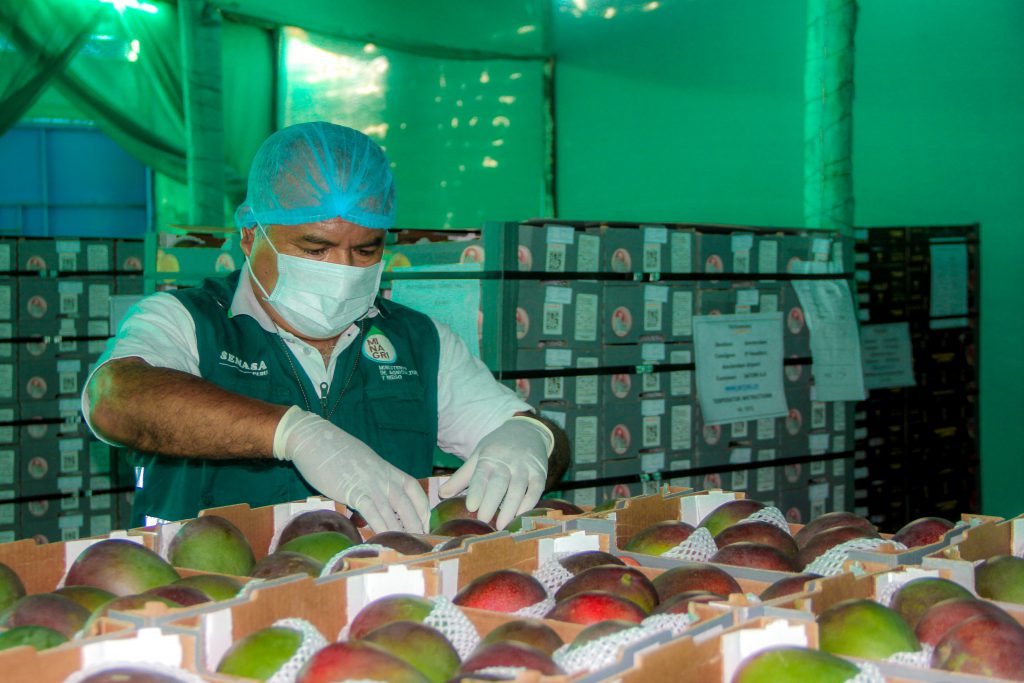 Senasa inspeccionó más 36 mil toneladas de mango en campaña 2017