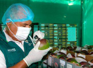 Senasa inspeccionó más 36 mil toneladas de mango en campaña 2017