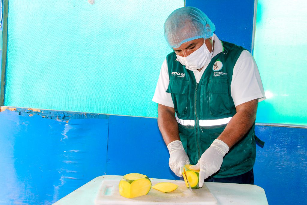 Senasa inspeccionó más 36 mil toneladas de mango en campaña 2017