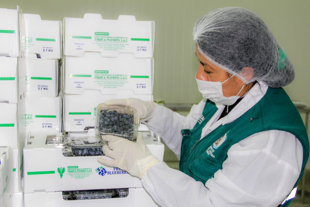 Senasa inicia certificación fitosanitaria de arándanos en el Callejón de Huaylas