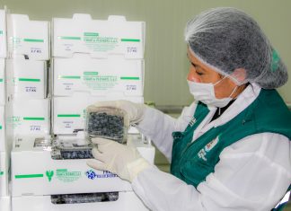 Senasa: Certificación fitosanitaria de arándanos en el Callejón de Huaylas