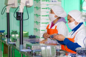 Senasa inicia certificación fitosanitaria de arándanos en el Callejón de Huaylas