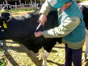 Senasa dispuso el inicio de vacunación gratuita contra Ántrax