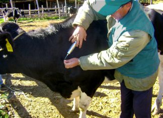 Áncash: Senasa dispuso el inicio de vacunación gratuita contra Ántrax