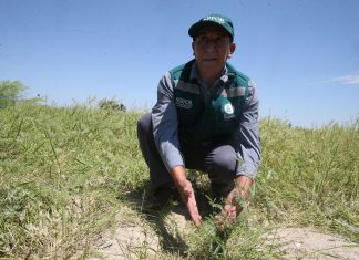 Minagri: Impacto de Niño Costero en áreas agrícolas fue menor a lo previsto