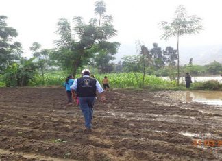 Niño Costero: cuántas hectáreas se han perdido por efecto del evento climático