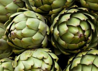 Mantaro: la nueva alcachofa peruana resistente a las plagas