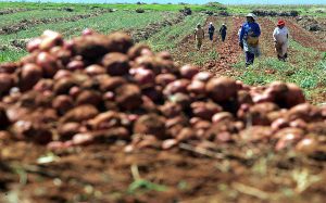 24 DE ABRIL DEL 2008 RECORRIDO POR CAMPOS DE CULTIVO EN HUANCAYO, CAMPESINOS COSECHAN PAPA. FOTO: GIANCARLO SHIBAYAMA/ EL COMERCIO