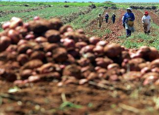 Instituto Crecer: PBI agrícola se reduciría en 2% por El Niño