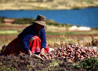INEI: Crece en 6% la producción nacional de papa