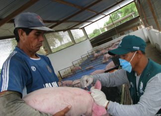 Ica: Senasa refuerza acciones de prevención contra Ántrax y Peste Porcina Clásica