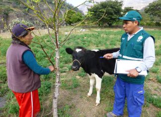 Apurímac: Vigilancia de rabia en comunidades que soportan helada