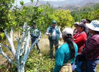 Andahuaylas: Senasa monitorea 800 hectáreas de cultivo ante periodo de heladas