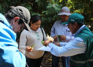 Arequipa: Senasa capacita a 32 municipalidades en MIP en cultivos priorizados