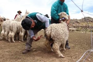 Senasa establece medidas preventivas por bajas temperaturas en Puno