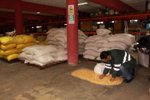 Senasa - Inspección de productos de origen vegetal comisados por Aduanas en Puno