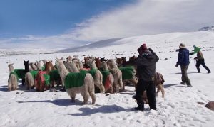 Senasa establece medidas preventivas por bajas temperaturas en Puno