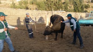 Senasa - Vacunación en Arequipa contra carbunco sintomático