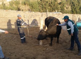 Arequipa: 90 mil bovinos serán atendidos en campaña de vacunación contra carbunco